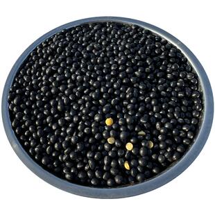 东北黄心黑豆小粒黑豆生豆芽专用黑豆泡醋老品种磨豆浆豆五谷杂粮