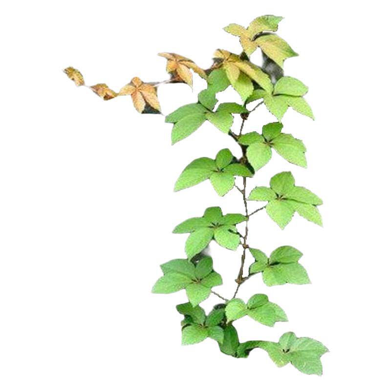 爬山虎地锦绿化爬藤植物工程苗木
