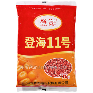 登海11号玉米种子国审玉米杂交种籽高产大棒苞谷粮食种子登海9号