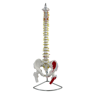 45CM彩色人体脊椎模型带骨盆股骨尾骨脊柱骨骼腰椎颈椎正骨模型