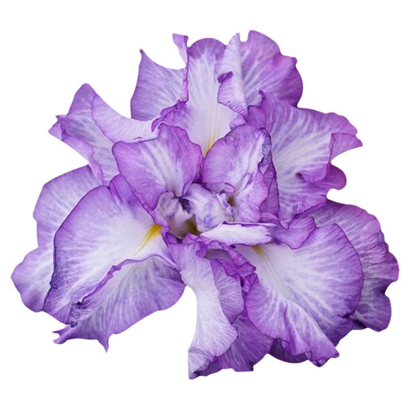 日本名贵花卉鸢尾大花菖蒲玉蝉花