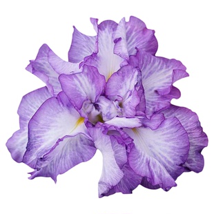 日本名贵花卉鸢尾大花菖蒲玉蝉花苗世界进口园庭院绿植地盆栽阳台