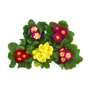 欧报春盆栽 玫瑰报春花盆栽 冬季花卉重瓣樱花草耐寒绿植懒人植物