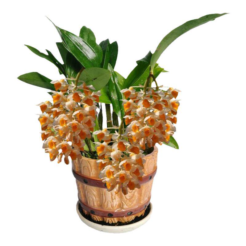 板植石斛吊兰盆栽石斛兰花卉