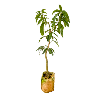 芒果树苗四季结果金煌芒南方种植