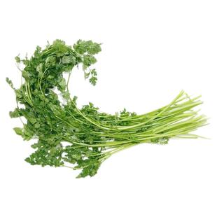 【老一生鲜】西餐香料 细叶芹 雪维菜 有喙欧芹 新鲜香料 100g