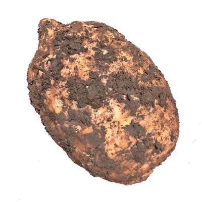 彝良草坝产地直销仿野生新鲜天麻