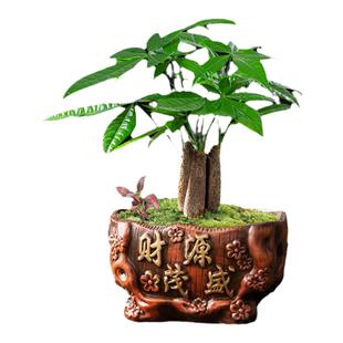 红陶花盆发财树专用个性办公室老桩绿植盆器复古财源茂盛招财摆件