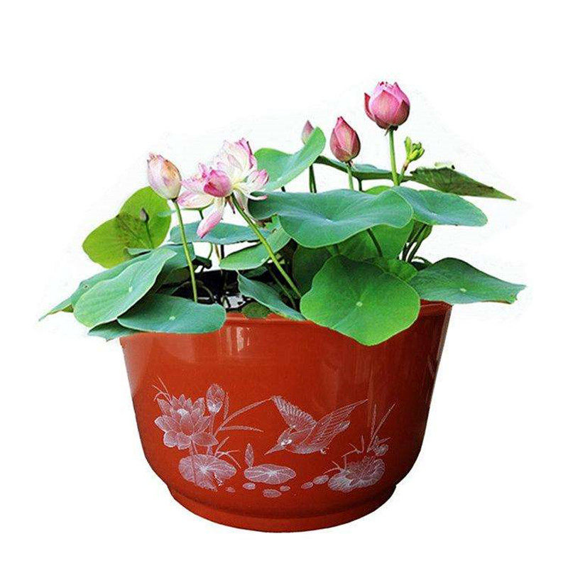 睡莲池塘水培植物四季荷花根块