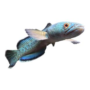 进口金尘雷龙鱼观赏鱼鱼苗猛鱼幻红幻蓝雷龙中型雷龙精品活体鱼