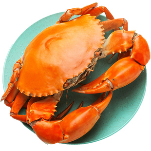 三门青蟹鲜活公母螃蟹大红膏蟹特产红鲟海鲜水产礼盒两斤装3-4只