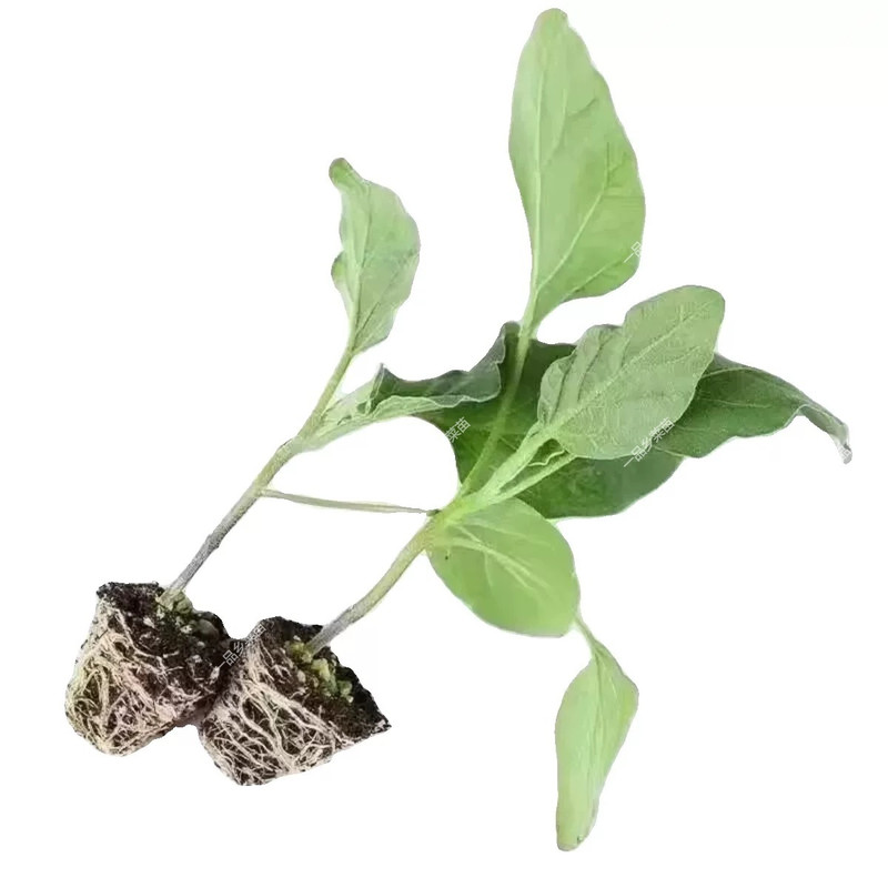 高产绿皮青茄子苗秧青茄子苗