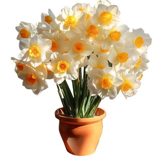 进口重瓣洋水仙花盆栽大种球漳州水仙土水培耐寒植物花卉