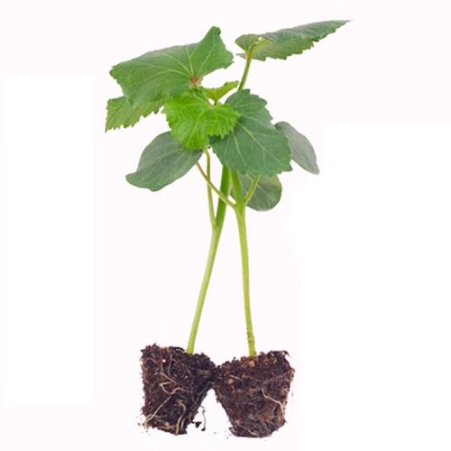 各种秋葵苗蔬菜苗秧大苗带土春季阳台庭院播种植水果红黄秋葵苗