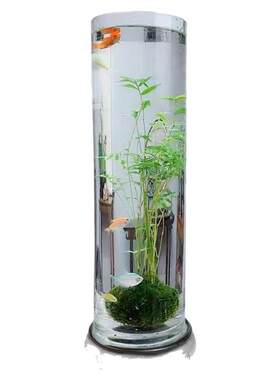 米竹水培植物苔藓球玻璃瓶鱼缸
