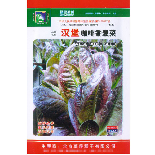 紫红油麦菜汉堡咖啡香麦菜种子高含花青素等生长迅速叶片长圆紫红