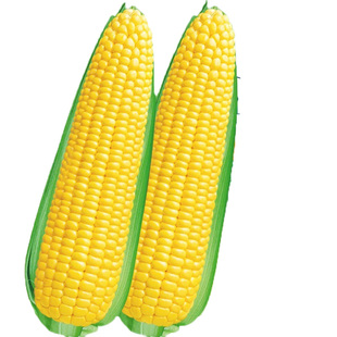 超级高产杂交玉米种子大田耐旱饲料包谷种孑矮大棒玉米种籽大全