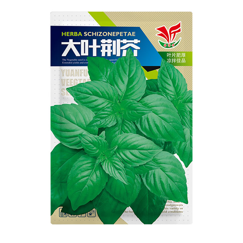河南正宗大叶荆芥种子耐热易种