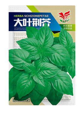 河南正宗大叶荆芥种子耐热易种