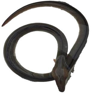 包活1斤福建海捕土龙杜龙青鳗鱼食蟹豆齿鳗强筋骨补体虚补肾