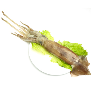 整条超大鱿鱼烧烤海鲜水产鲜活冷冻新鲜铁板火箭鱿鱼头须爪足500g