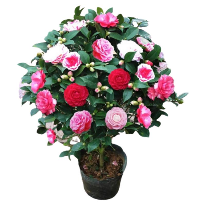 香妃山茶花盆栽带花苞五色赤丹花卉植物室内好养茶花树苗多季开花