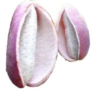 无籽八月瓜树苗八月炸果树果苗盆栽庭院野生水果树瓜苗四季种植