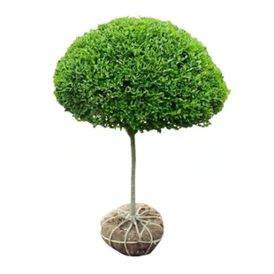 金叶女贞树苗四季常青耐寒小叶女贞工程绿化苗北方庭院绿篱灌木苗