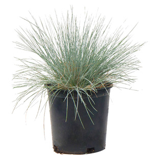 蓝羊茅大苗盆栽宿根好养活室外花园花镜组合搭配观赏草类绿植包邮