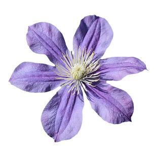 伟伟园艺 铁线莲阿拉贝拉 全缘直立优质切花耐热庭院花园盆栽花卉