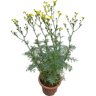 臭草苗贼仔草盆栽中药材芸香草苗驱蚊可食用好养植物香茅筋骨草苗