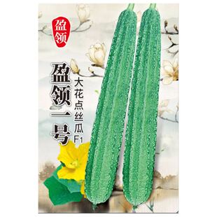 10克盈领一号大花点丝瓜种子长条耐热挂果率高瓜长45--50厘米胜瓜