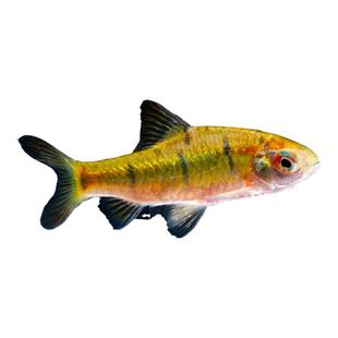 原生态冷水鱼条纹小鲃鱼活体淡水小溪鱼二须鲃群游观赏好养耐活