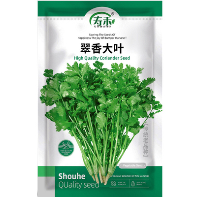 免破壳香菜种子耐寒出芽快