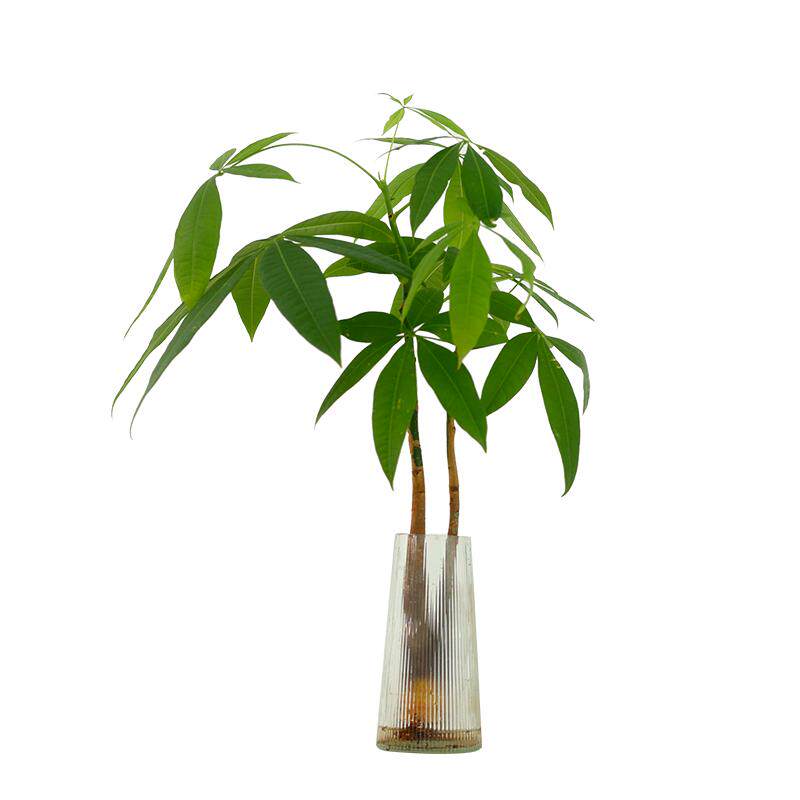水培植物发财树盆栽室内客厅四季好养水养办公室桌面绿植花卉盆景