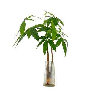 水培植物发财树盆栽室内客厅四季好养水养办公室桌面绿植花卉盆景