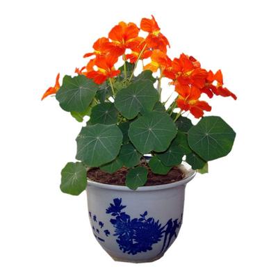 大包装花卉种子1袋包邮