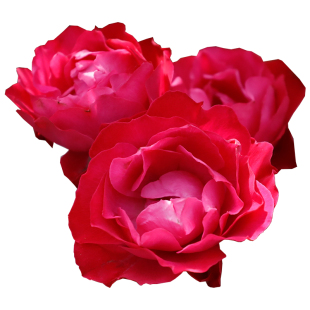 天狼月季 樱桃伯尼卡/美丽樱桃 低维护深红色丰花月季