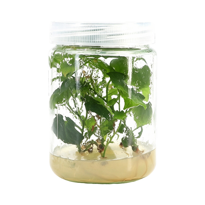瓜蒌吊瓜组培母苗无菌转接扩繁