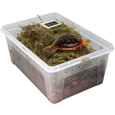 小乌龟冬眠装备椰土苔