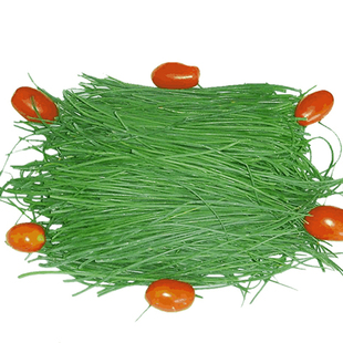 顺丰包邮甘肃沙葱新鲜沙葱民勤特产野生蔬菜下饭菜胡葱野葱5斤装