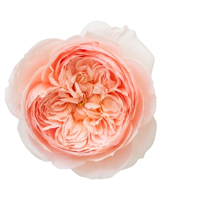 真宙月季大苗阳台月季苗大花浓香月季灌木大花盆栽月季中苗小苗花