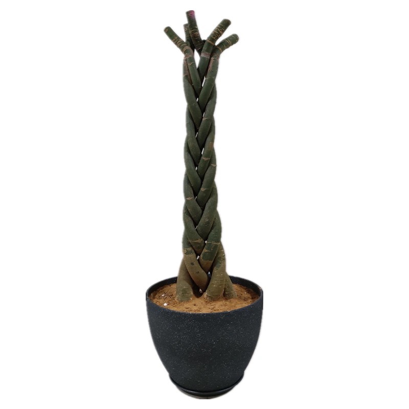 大独杆大型发财树三杆步步高客厅室内盆栽大棵独杆单杆大型辫子大