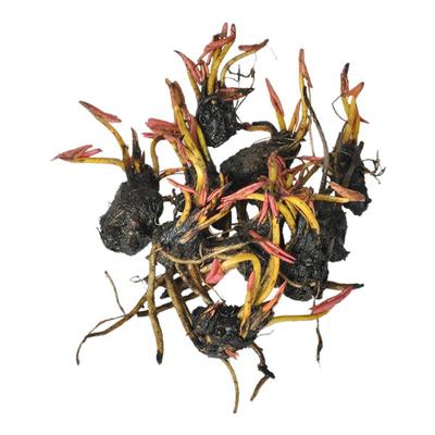 迷你睡莲微型小睡莲根块带芽发货