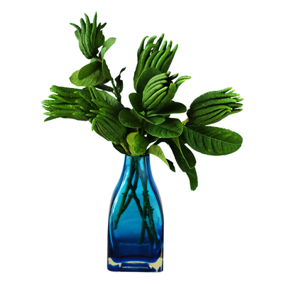 金华佛手果带枝水养闻香清供食用