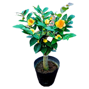 金茶花盆栽树苗室内盆栽花卉庭院老桩大棵金花茶金黄色花盆景精选