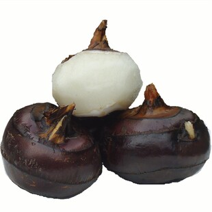 广西荔浦马蹄荸荠地栗种子农家新鲜地梨水果蔬菜广西桂林特产中号