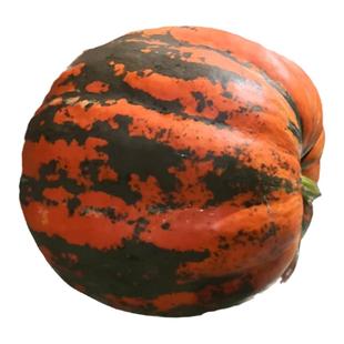 越南超大红南瓜子巨型西瓜南瓜冬瓜葫芦种子可食用南瓜种子垂吊蔓