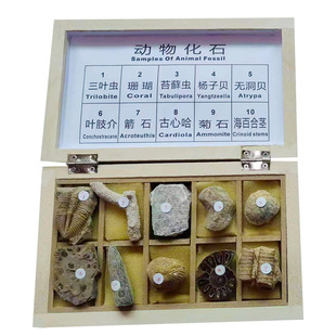地质队工程师实采10种动物化石标本大中小地理教学仪器特惠
