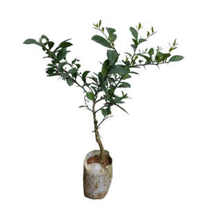 土柠檬树苗牛脚子苗野生广西本地柠檬正品嫁接苗厨房酱料泡制柠檬